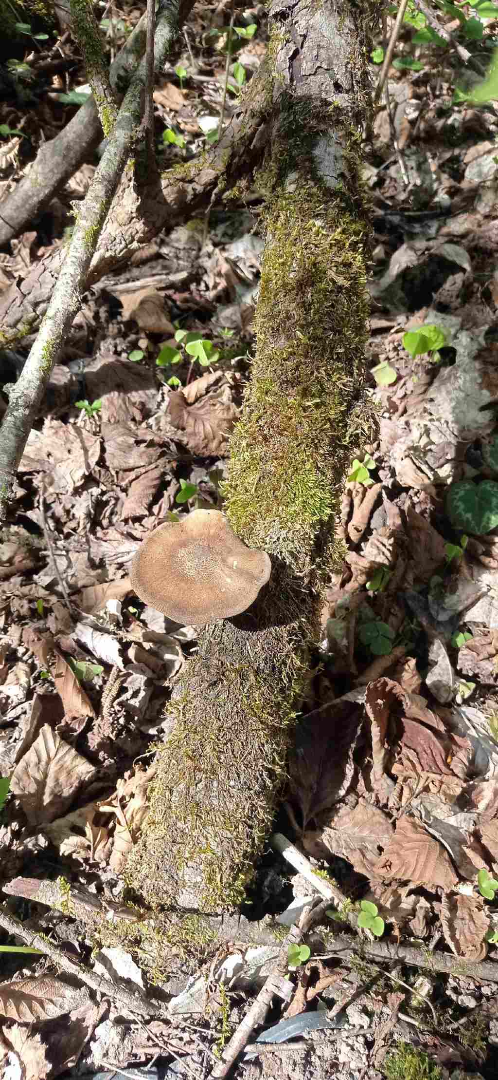 forse: Lentinus substrictus